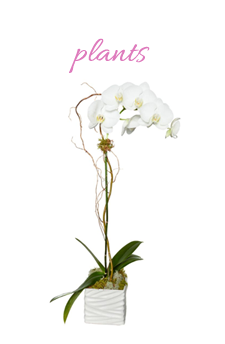 Plants from Apples to Zinnias