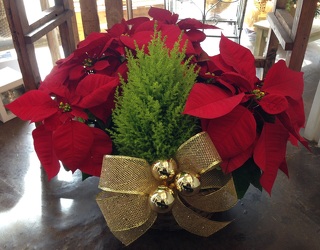Christmas Poinsettia Basket from Apples to Zinnias, the Gifted Florist in Dallas, Texas