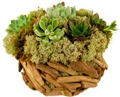 Succulent Basket