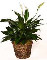 Peace Lily from Apples to Zinnias, the Gifted Florist in Dallas, Texas
