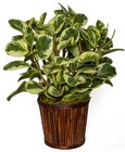 Single Green Plant