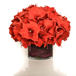 Amaryllis Beauty from Apples to Zinnias, the Gifted Florist in Dallas, Texas