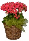 Single Blooming Plant from Apples to Zinnias, the Gifted Florist in Dallas, Texas