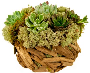 Succulent Basket from Apples to Zinnias, the Gifted Florist in Dallas, Texas