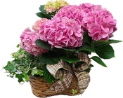 Hydrangea Basket from Apples to Zinnias, the Gifted Florist in Dallas, Texas